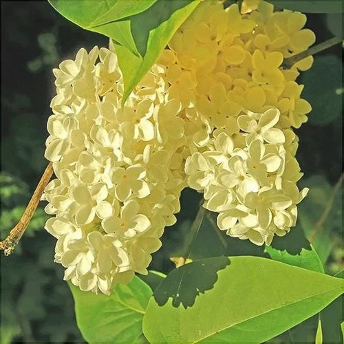 Liliac Galben  la ghiveci