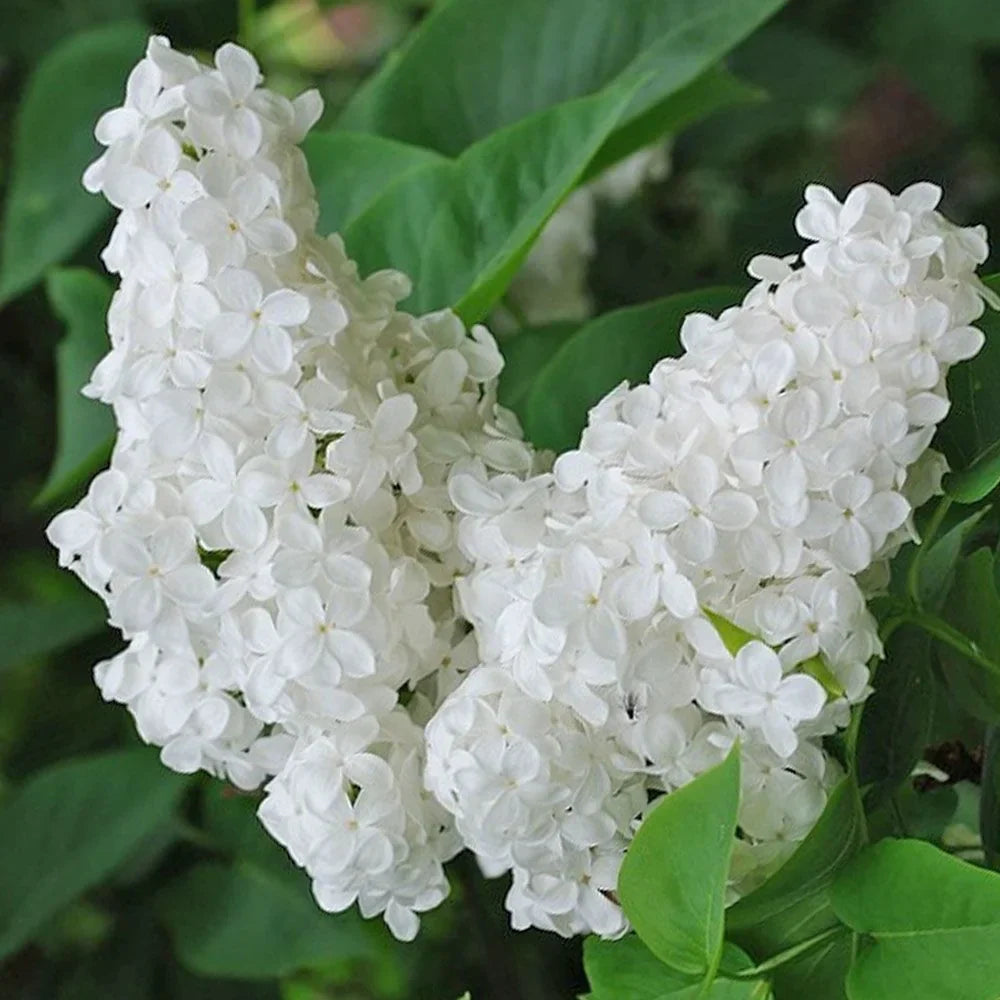 Liliac Syringa Vulgaris Alb