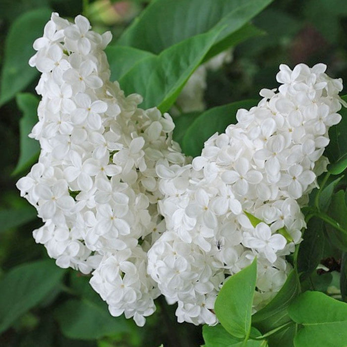 Liliac Syringa Vulgaris Alb, 1 Bucata, la Ghiveci