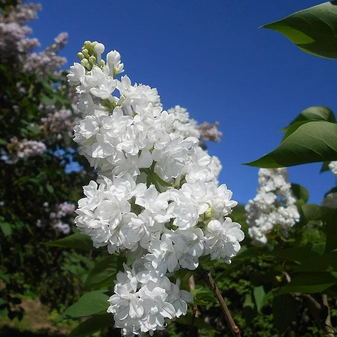 Liliac Syringa Vulgaris Alb