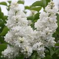 Liliac Syringa Vulgaris Alb