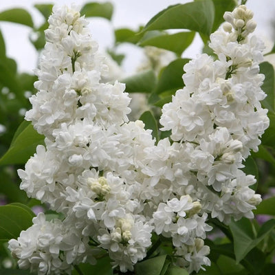 Liliac Syringa Vulgaris Alb – plantă ornamentală | Regatul Plantelor