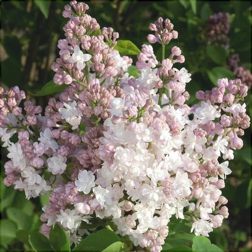 Liliac Syringa Vulgaris Alb-Roz