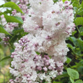 Liliac Syringa Vulgaris Alb-Roz