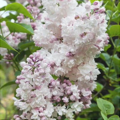 Liliac Syringa Vulgaris Alb-Roz – plantă ornamentală | Regatul Plantelor