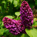 Liliac Syringa Vulgaris ”Andenken and Ludvig Spaeth”