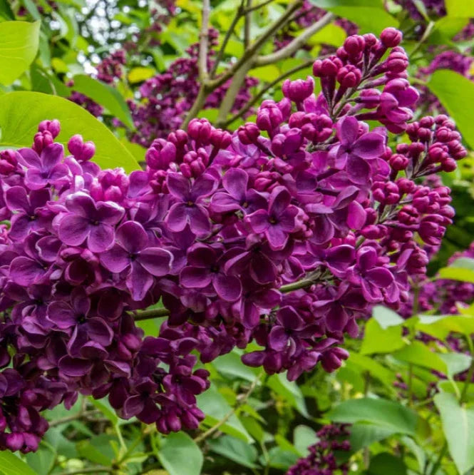 Liliac Syringa Vulgaris ”Andenken and Ludvig Spaeth”