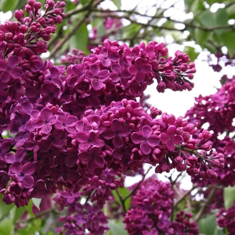 Liliac Syringa Vulgaris ”Andenken and Ludvig Spaeth”