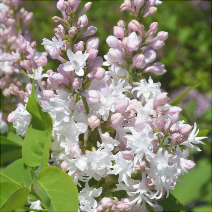 Liliac Syringa Vulgaris "Beauty of Moscow"  la Ghiveci 1 Bucata