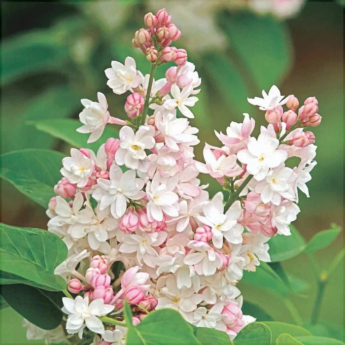 Liliac Syringa Vulgaris "Beauty of Moscow"  la Ghiveci 1 Bucata