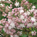 Liliac Syringa Vulgaris "Beauty of Moscow"