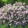 Liliac Syringa Vulgaris "Dwarf Korean”