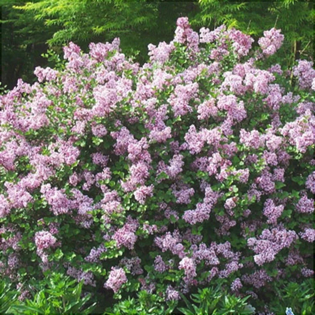 Liliac Syringa Vulgaris "Dwarf Korean”