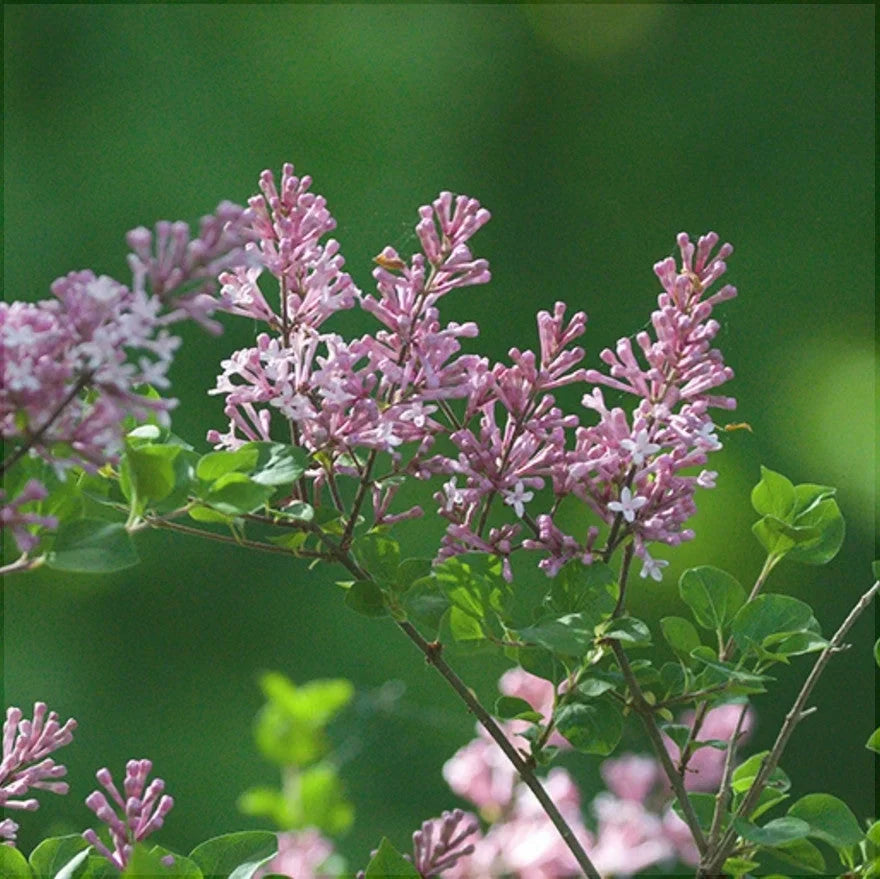 Liliac Syringa Vulgaris "Dwarf Korean”