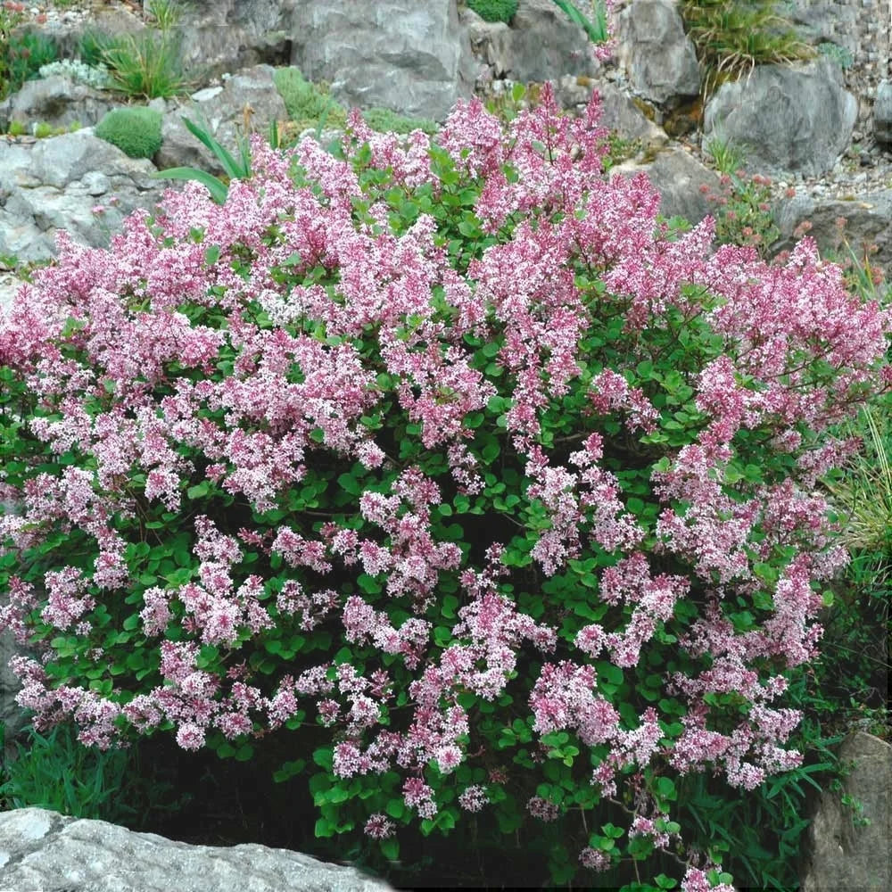 Liliac Syringa Vulgaris "Dwarf Korean”