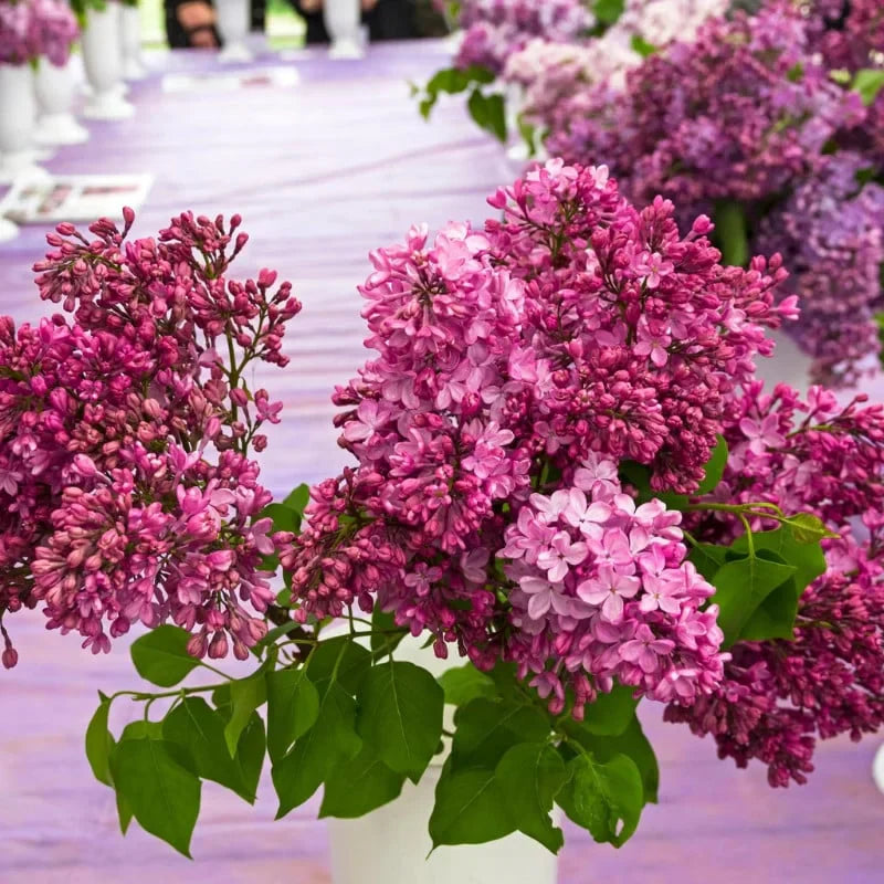Liliac Syringa Vulgaris "Esther Staley"