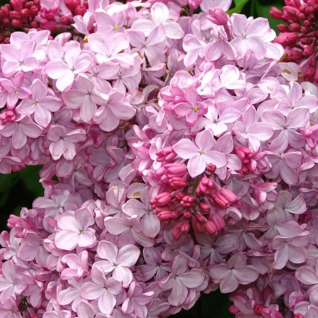 Liliac Syringa Vulgaris "Esther Staley"