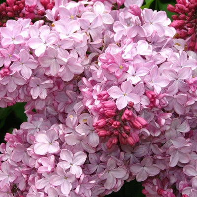 Liliac Syringa Vulgaris „Esther Staley” – plantă ornamentală | Regatul Plantelor