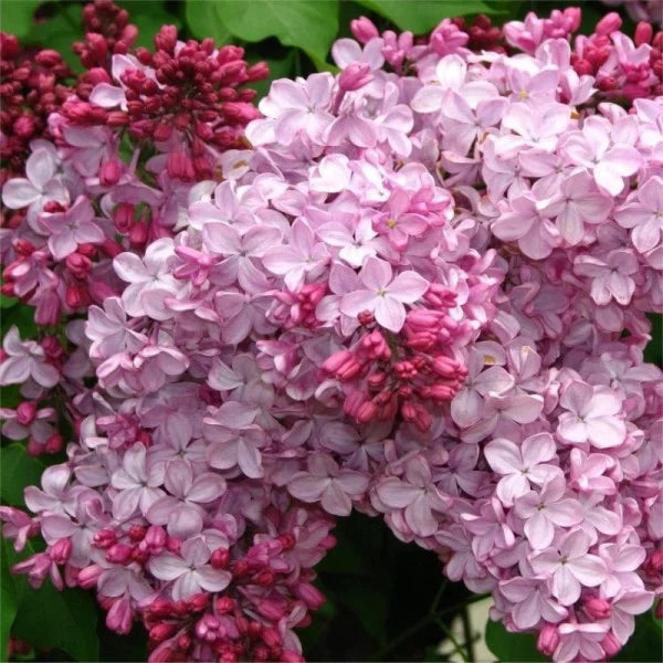 Liliac Syringa Vulgaris "Esther Staley"