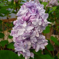 Liliac Syringa Vulgaris "Katherine Havemeyer"