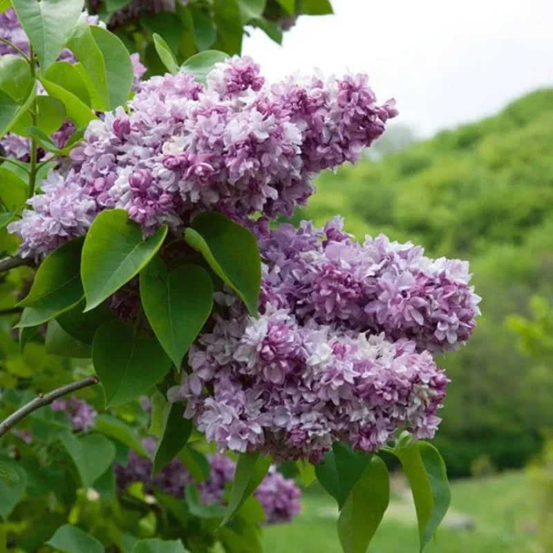 Liliac Syringa Vulgaris "Katherine Havemeyer"