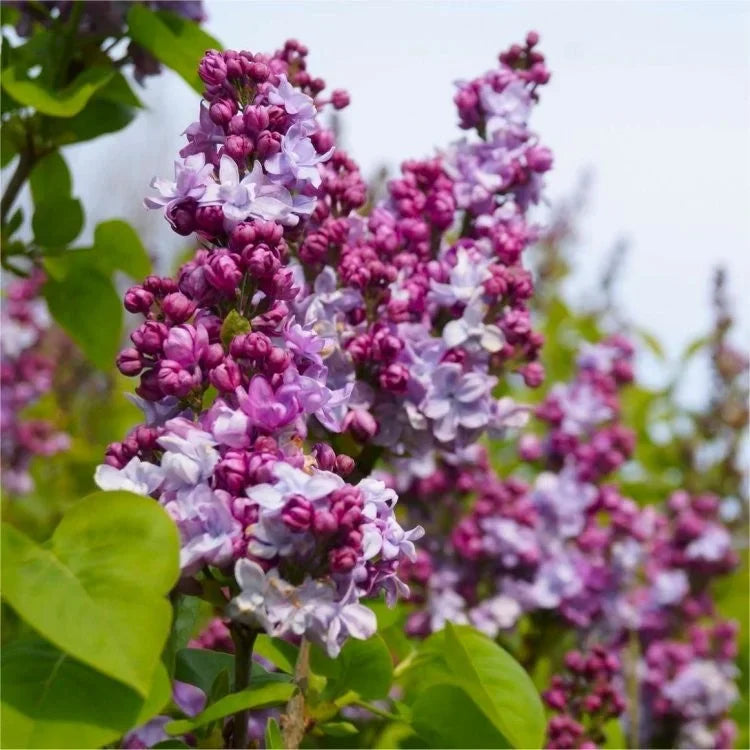 Liliac Syringa Vulgaris "Katherine Havemeyer"