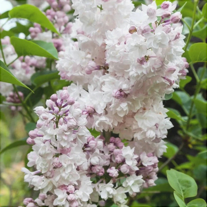 Liliac Syringa Vulgaris "Krasavica",  la Ghiveci 1 Bucata