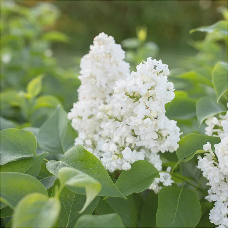 Liliac Syringa Vulgaris "Madame Lemoine"