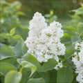 Liliac Syringa Vulgaris "Madame Lemoine"