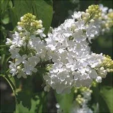 Liliac Syringa Vulgaris "Madame Lemoine"