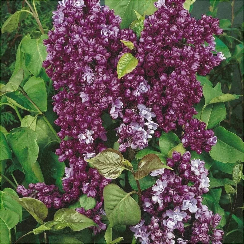Liliac Syringa Vulgaris "Paul Thirion"