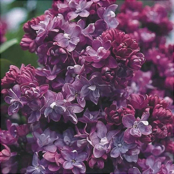 Liliac Syringa Vulgaris "Paul Thirion"
