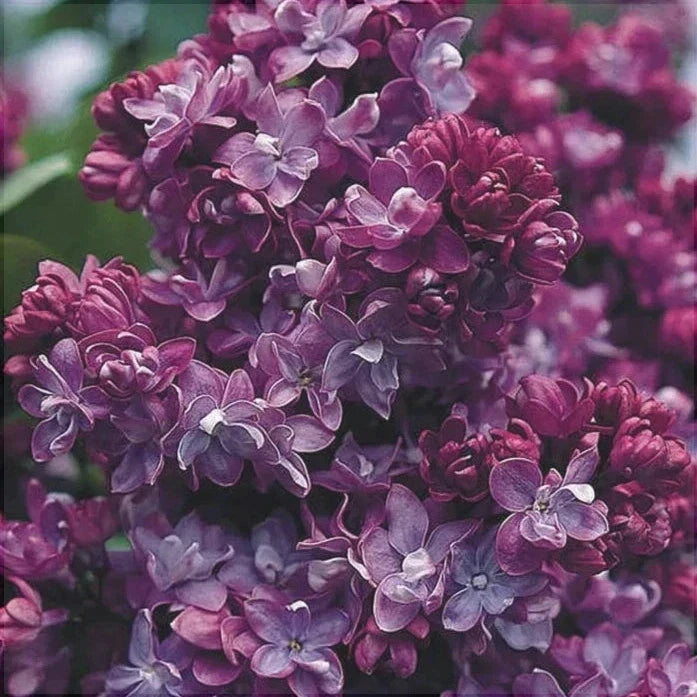 Liliac Syringa Vulgaris "Paul Thirion", la Ghiveci 1 Bucata