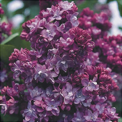 Liliac Syringa Vulgaris „Paul Thirion” – plantă ornamentală | Regatul Plantelor