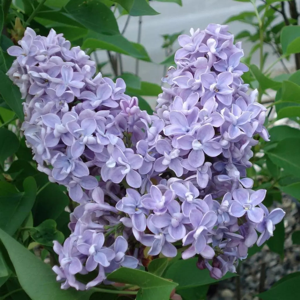 Liliac Syringa Vulgaris "President Grevy"