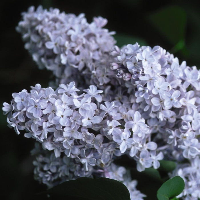 Liliac Syringa Vulgaris "President Grevy", la Ghiveci  1 Bucata