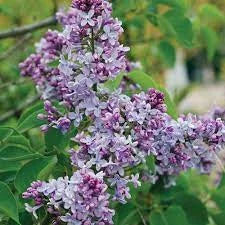 Liliac Syringa Vulgaris "President Grevy"