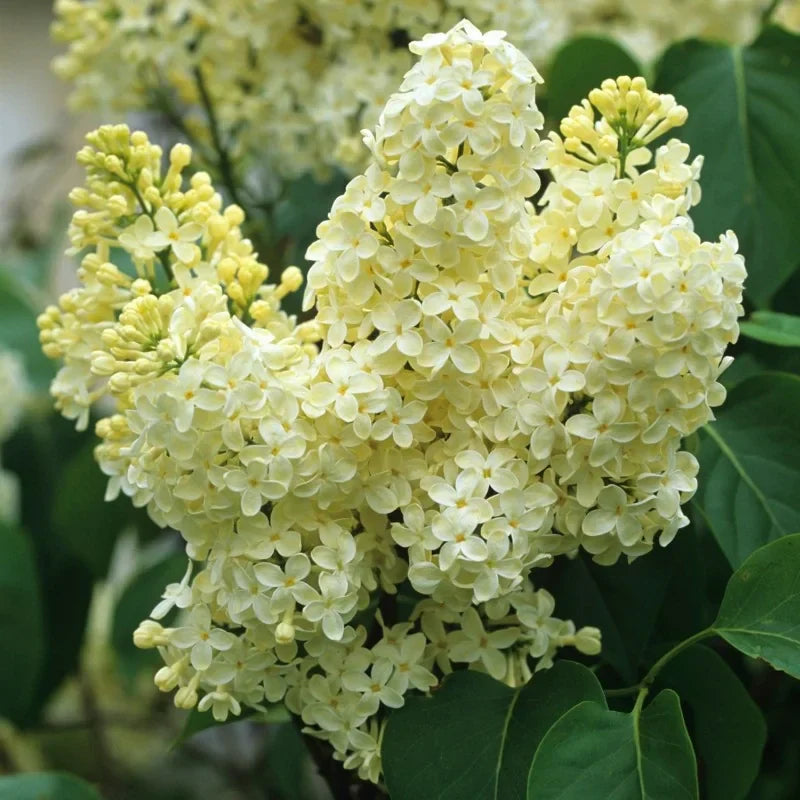 Liliac Syringa Vulgaris "Primrose”