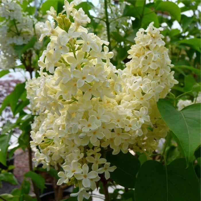 Liliac Syringa Vulgaris "Primrose" , la Ghiveci  1 Bucata