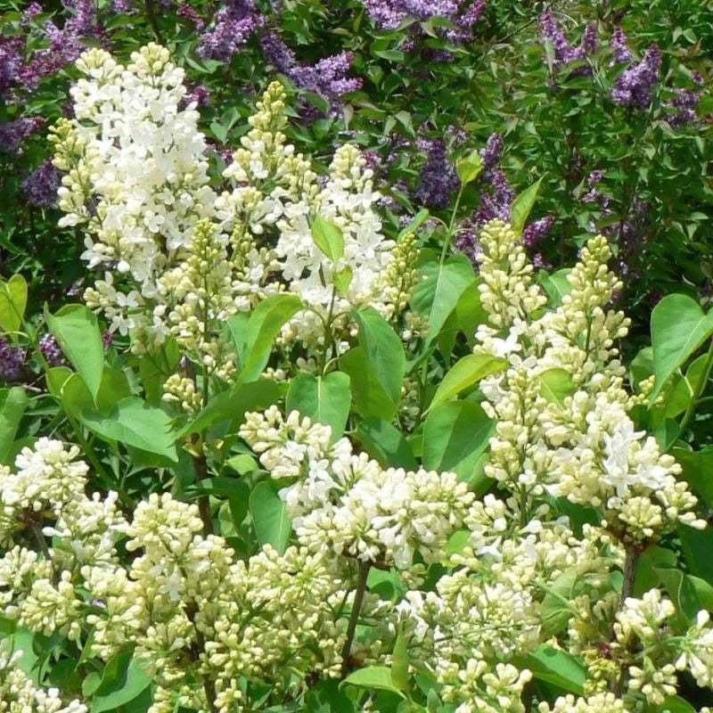 Liliac Syringa Vulgaris "Primrose”