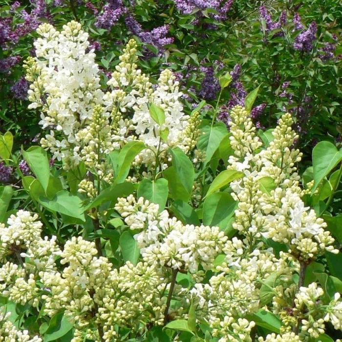 Liliac Syringa Vulgaris "Primrose" , la Ghiveci  1 Bucata