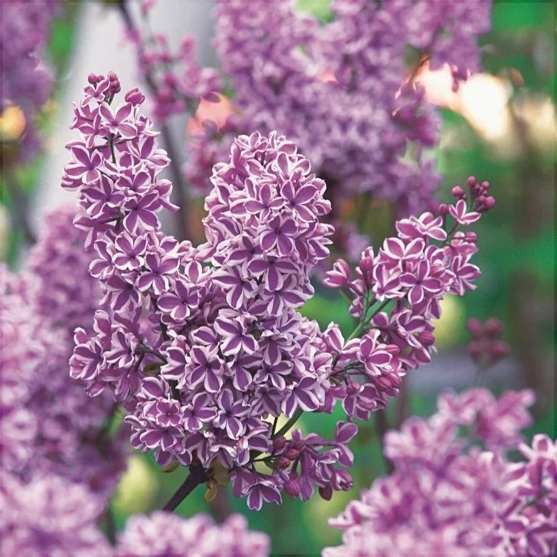 Liliac Syringa Vulgaris Roz Cu Alb Dublu, 1 Bucată