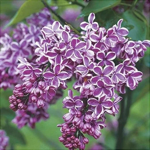 Liliac Syringa Vulgaris Roz Cu Alb Dublu, 1 Bucată