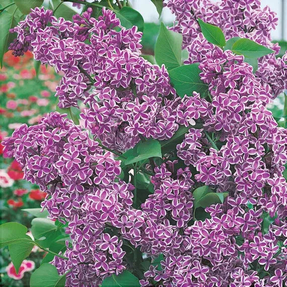 Liliac Syringa Vulgaris Roz Cu Alb Dublu, 1 Bucată