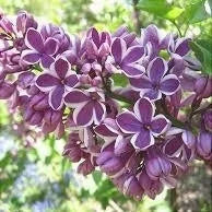 Liliac Syringa Vulgaris Roz Cu Alb Dublu, 1 Bucată