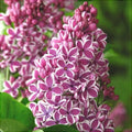 Liliac Syringa Vulgaris Roz Cu Alb Dublu, 1 Bucată