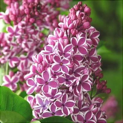 Liliac Syringa Vulgaris Roz Cu Alb Dublu, 1 Bucată – plantă ornamentală | Regatul Plantelor