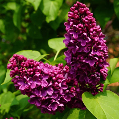 Liliac Syringa Vulgaris Roz Închis – plantă ornamentală | Regatul Plantelor