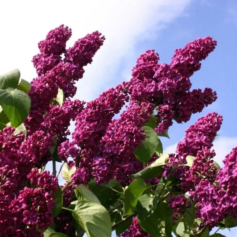Liliac Syringa Vulgaris Roz Închis
