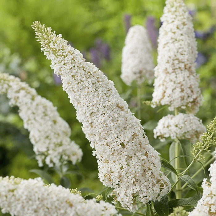 Buddleja Liliac de Vara Alb